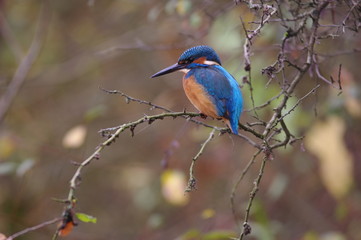 L'oiseau bleu - le martin pêcheur