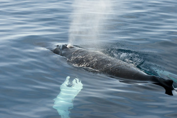 Naklejka premium Humpback Whale - Greenland