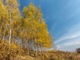 Birch trees in autumn colors