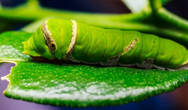Macro close up Caterpillar, green worm eating the leaves