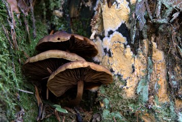Fototapeta premium Champignons