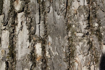 linden bark