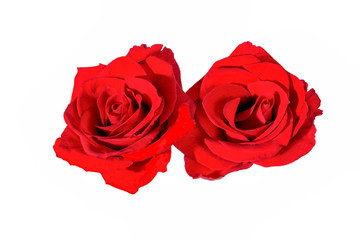 Two red roses