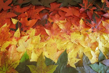 Naklejka na ściany i meble Background of autumnal foliage