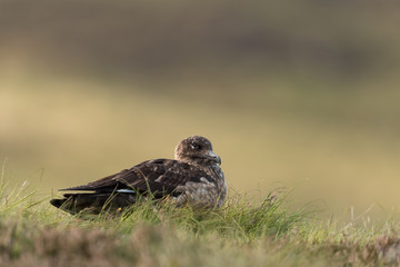 Große Raubmöwe, Great skua, Stercorarius skua