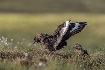 Große Raubmöwe, Great skua, Stercorarius skua