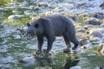 Black Bear (Ursus americanus),   Thornton Creek, Ucluelet , British Columbia, Canada