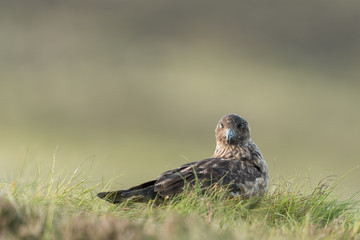 Große Raubmöwe, Great skua, Stercorarius skua
