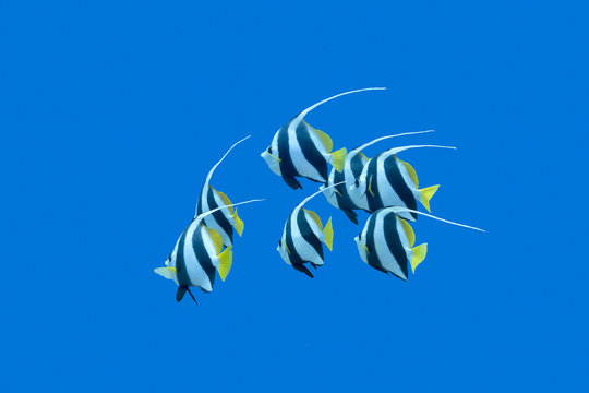 shoal of bannerfishes in tropical sea, underwater