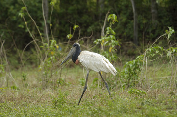 Jabiru Stork (Jabiru mycteria),  The Pantanal, Mato Grosso, Brazil