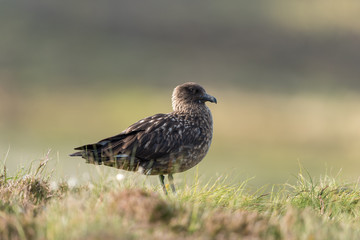 Große Raubmöwe, Great skua, Stercorarius skua