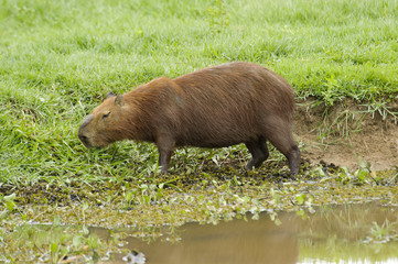 Capybara (Hydrochoerus hydrochaeris),  The Pantanal, Mato Grosso, Brazil