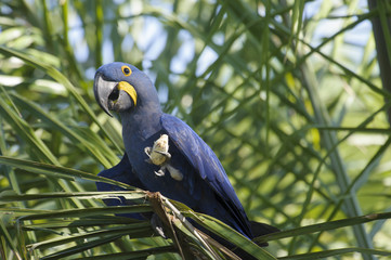 Hyacinth Macaw (Anodorhynchus hyacinthinus) feeding on a palm nut,  The Pantanal, Mato Grosso, Brazil