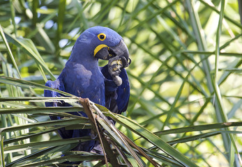 Hyacinth Macaw (Anodorhynchus hyacinthinus) feeding on a palm nut,  The Pantanal, Mato Grosso, Brazil