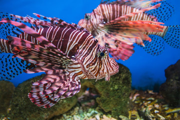 Fish in an aquarium in the National Oceanographic Museum of Viet