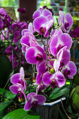 Orchid Flowers for sale at flower market.
