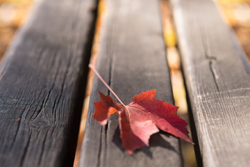 leaf on the bench