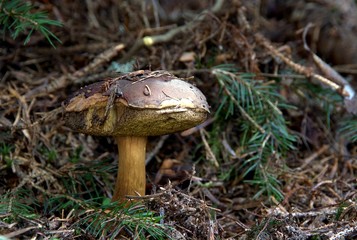 Champignons