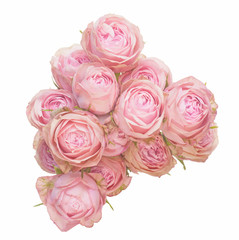 薔薇