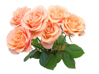薔薇
