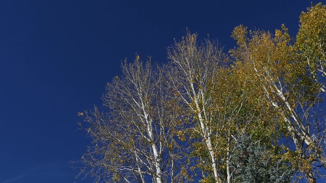 Yellow Aspen leaves against deep blue sky, Dutch,4K