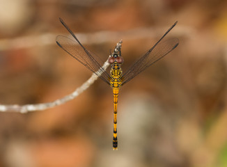 Seaside Dragonlet