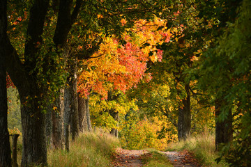 autumn country road with trees
