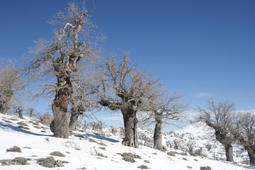 Málaga, vista de la sierra de las Nieves bajo un manto blanco de nieve
