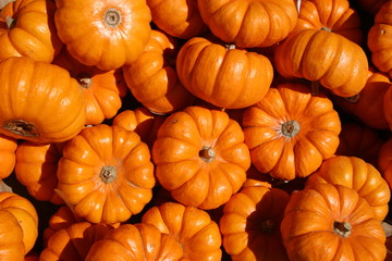 Small Arizona Pumpkins, Phoenix, Arizona, October 2015