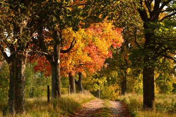 Fototapeta na wymiar autumn country road with trees