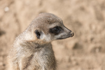 Meerkat in Antwerp zoo