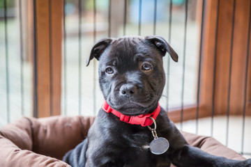 Portrait of a black staffordshire bull terrier puppy