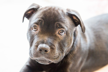 Obraz premium Portrait of a black staffordshire bull terrier puppy
