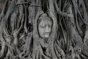 Wat Mahathat, Ayutthaya, Thailand Buddha head emerged from the trees.