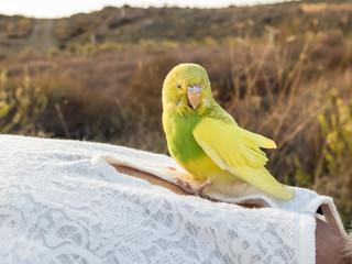 Budgerigar, parakeet, found outside and rescued.