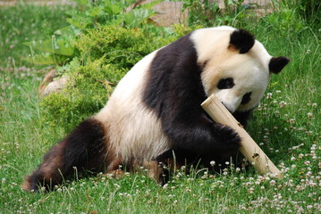 Panda 2