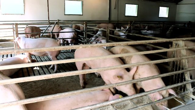 Pig Animal Farm