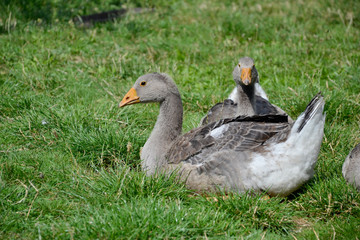Domestic geese / goose family graze on traditional village barnyard. Gander feed on rural farm yard. Gosse lying in the garden