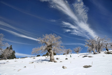 llegada de la estación del invierno a la sierra de las Nieves, Málaga