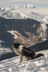 A dog in front of Mont Blanc massif. Alps, France