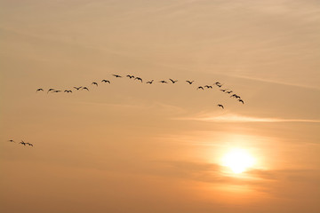 Graugänse im Sonnenuntergang