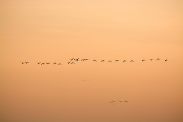 zugvögel