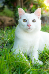 Cute cat in the green grass