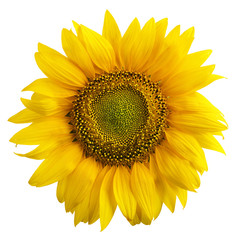 Fototapeta premium Close up view of the yellow sunflower