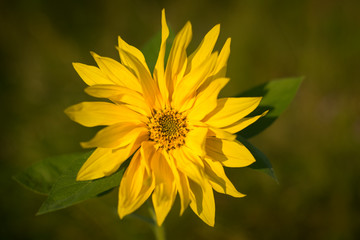 Sonnenblume auf grüner Wiese