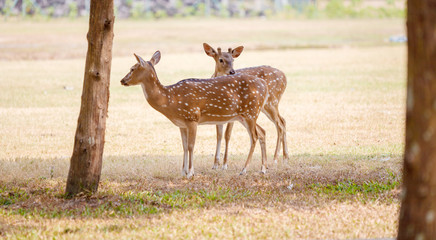 Naklejka na ściany i meble Cute Pair of Deers in the Park