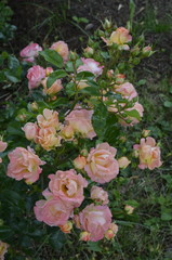 Розовые розы