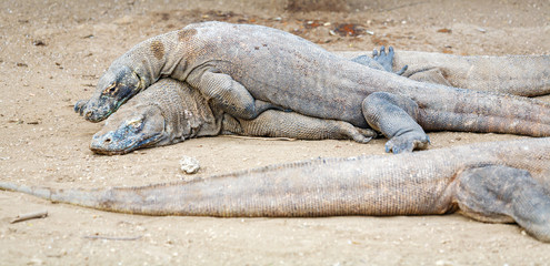 Biggest Lizard Komodo Dragon (Varanus komodoensis) in the Wild