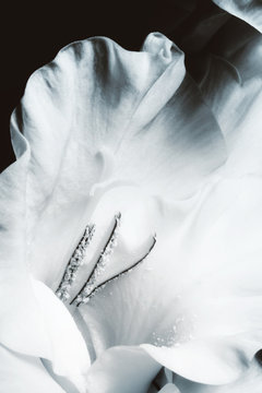 Fototapeta Gladiolus