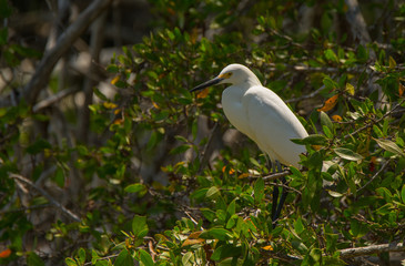 Snowy Egret